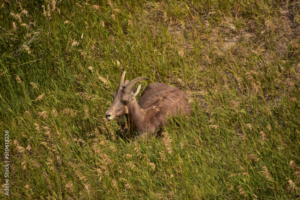 Summer Day with a Bighorn Sheep Laying Down Summer Day with a Bighorn Sheep Laying Down