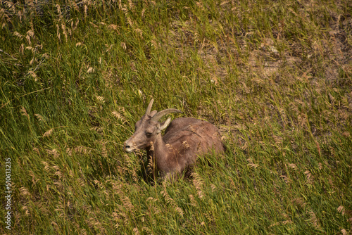 Fototapeta Naklejka Na Ścianę i Meble -  Bighorn Sheep Resting in Tall Grasses in the Badlands