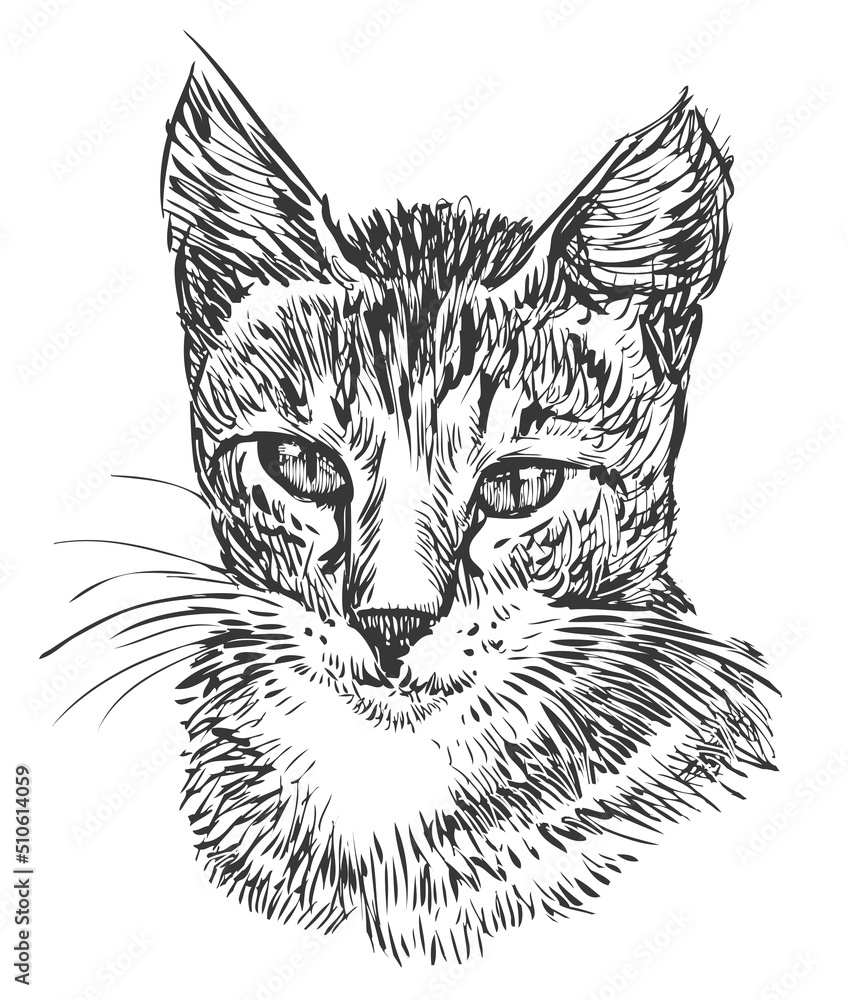 Obraz premium Hand drawing of portrait cute domestic cat
