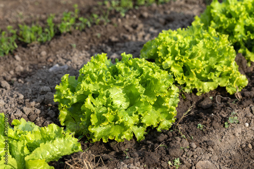 Photos Row of fresh green Batavia lettuce