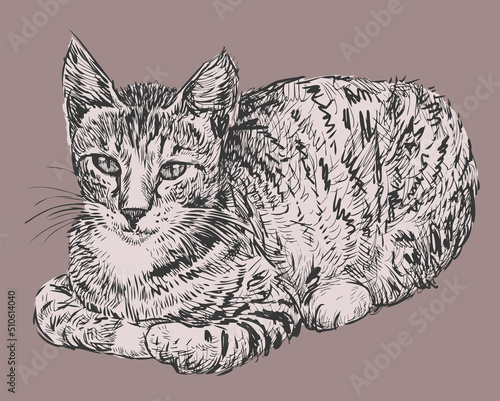 Hand drawing of lying domestic cat