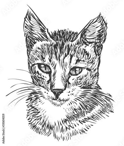 Hand drawing of portrait cute domestic cat