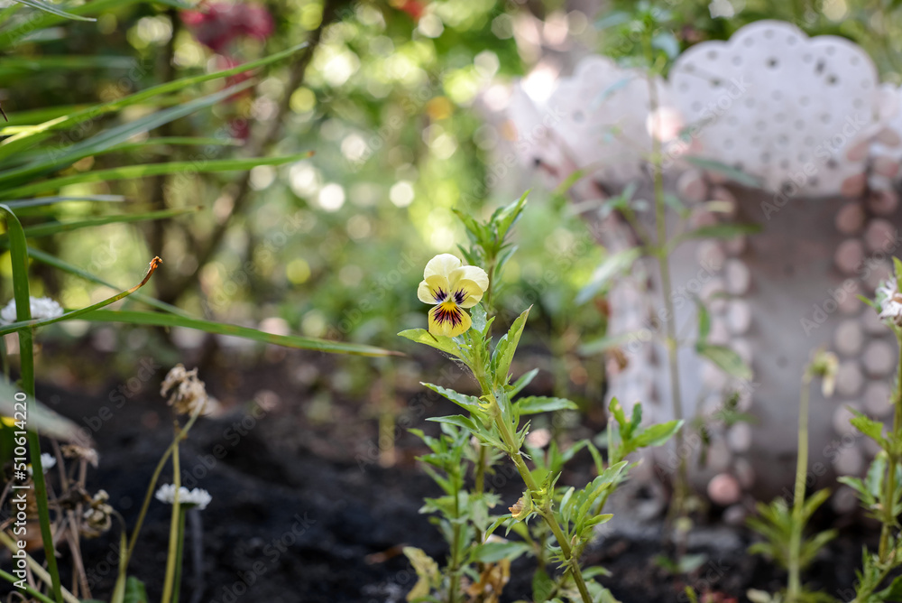 Beautiful spring country flower of yellow color. Beautiful spring country flower of yellow color.