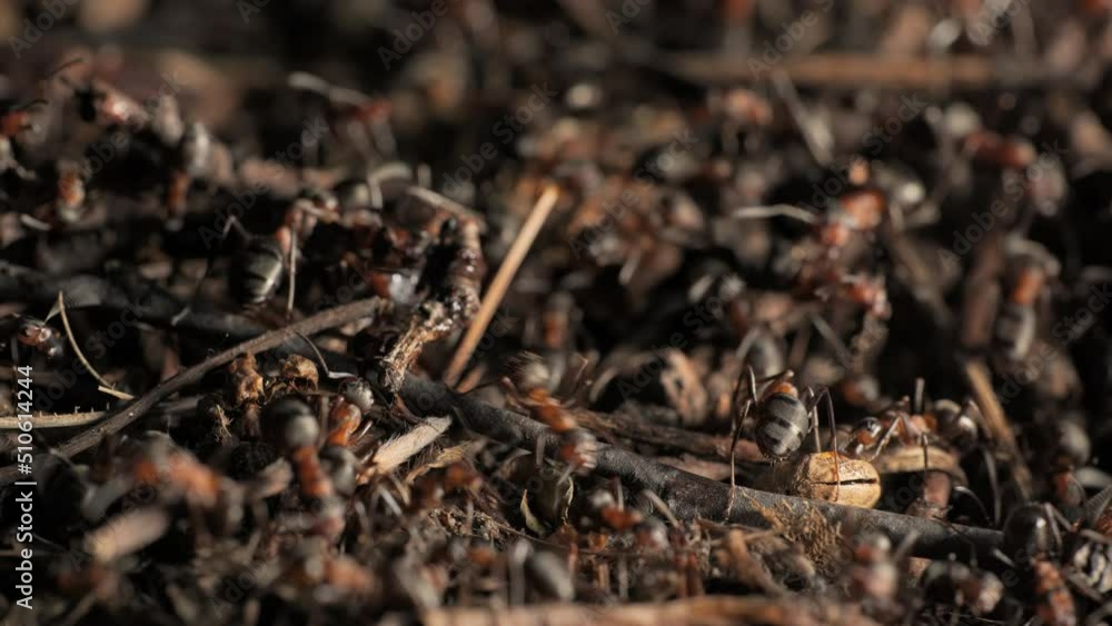 The work and life of ants in an anthill The work and life of ants in an anthill