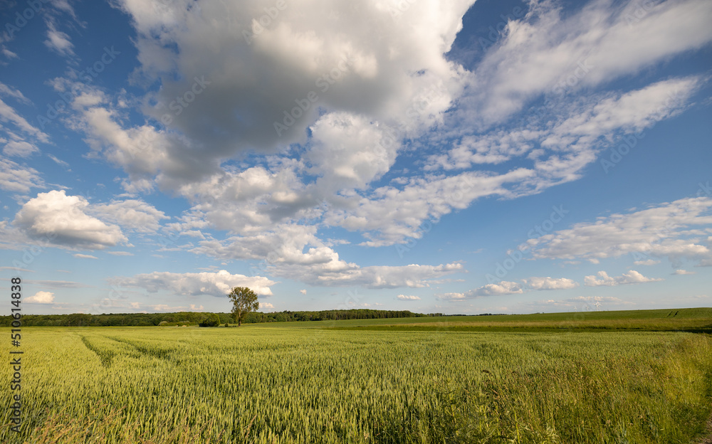 Rodheim, Wetterau, Hessen, Germany, May 2022: Landscape with a tree in a wheat field, blue sky and some clouds. Forest in the background.