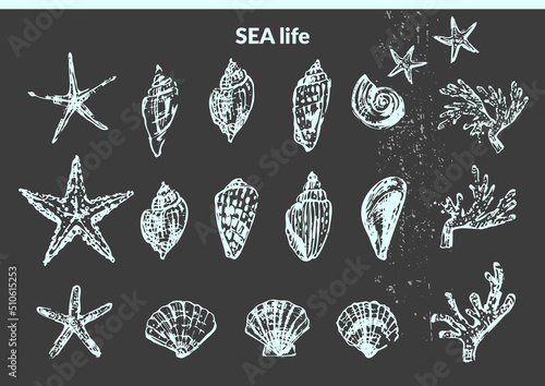 Hand drawn seashell pencil sketch set.