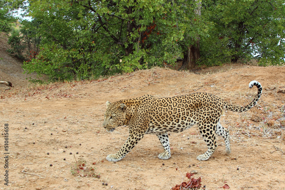 Obraz premium Leopard / Leopard / Panthera pardus.