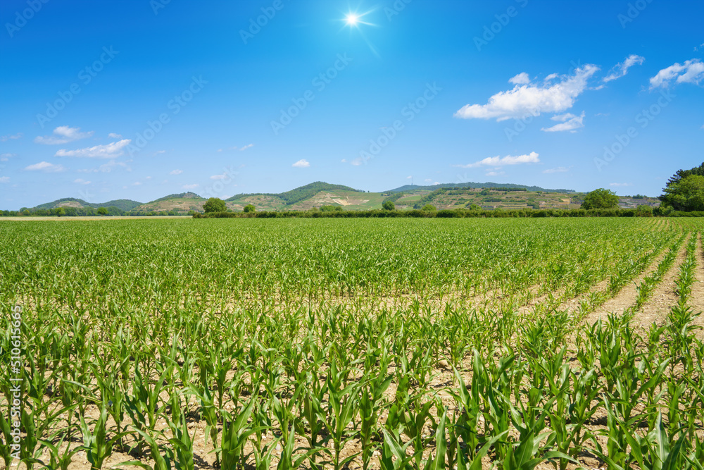 corn field with Kaiserstuhl hills at Breisach Ihringen