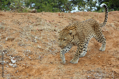 Leopard   Leopard   Panthera pardus.