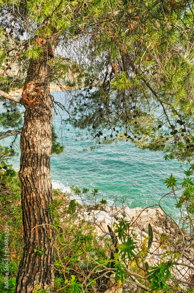 Scenery with sea and trees