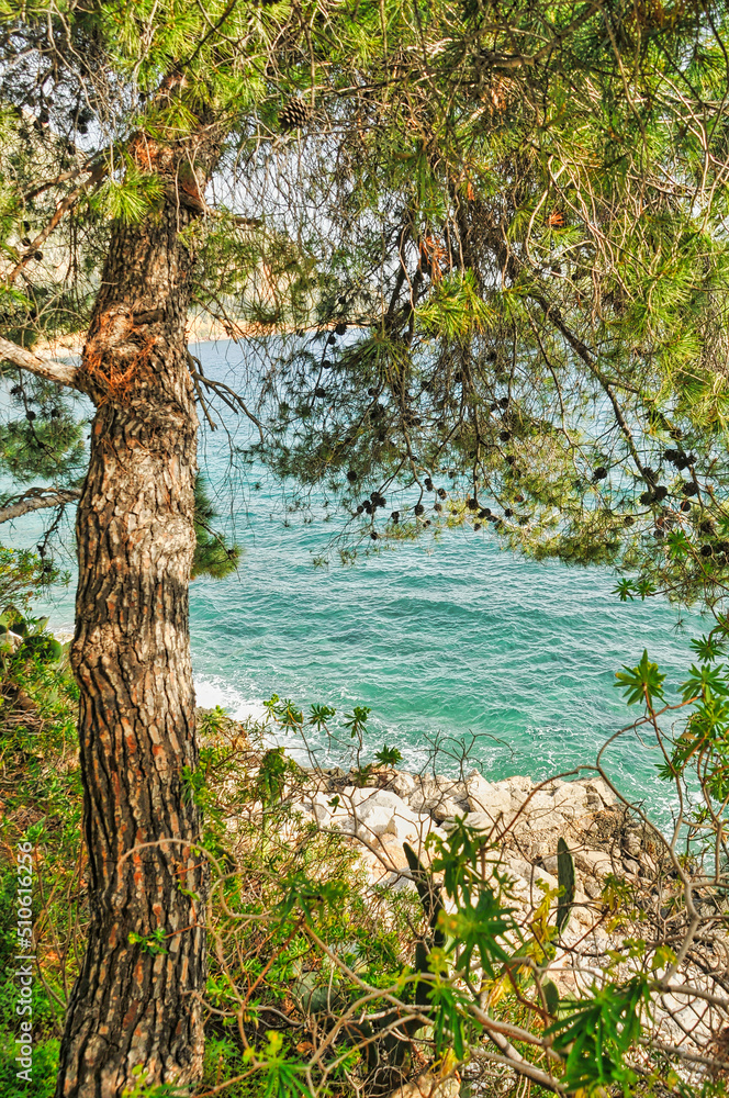Fototapeta premium Scenery with sea and trees