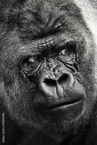 Fototapeta Portrait of a gorilla (western lowland gorilla )