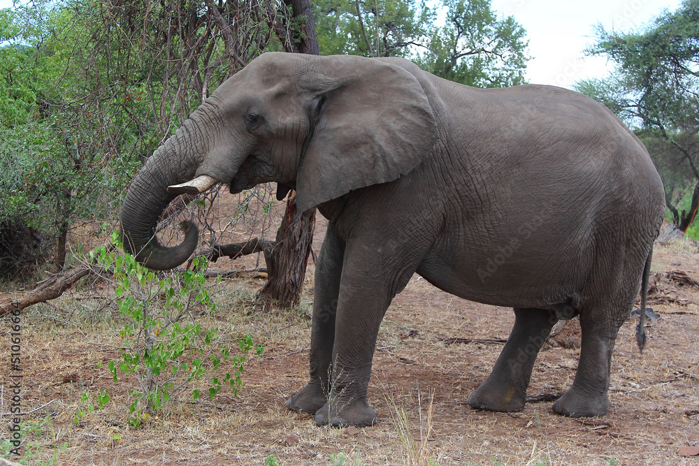 Obraz premium Afrikanischer Elefant / African elephant / Loxodonta africana