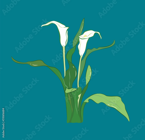 Elegant white calla lilie from different angles in vector illustration art design
