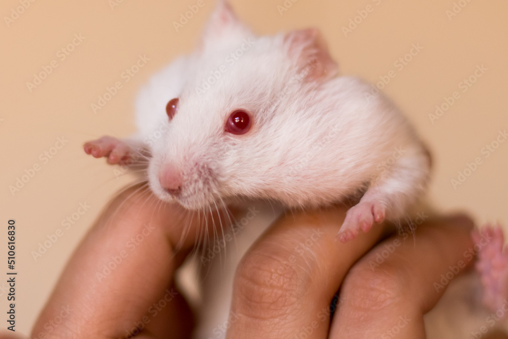 hamster in the hands hamster in the hands