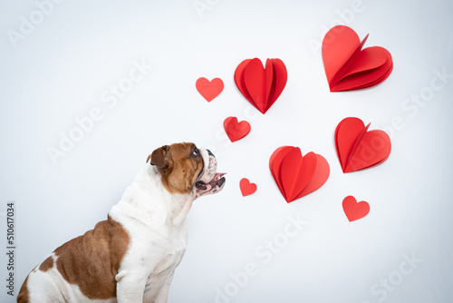 Bulldogue com corações para dia dos namorados © Leandro