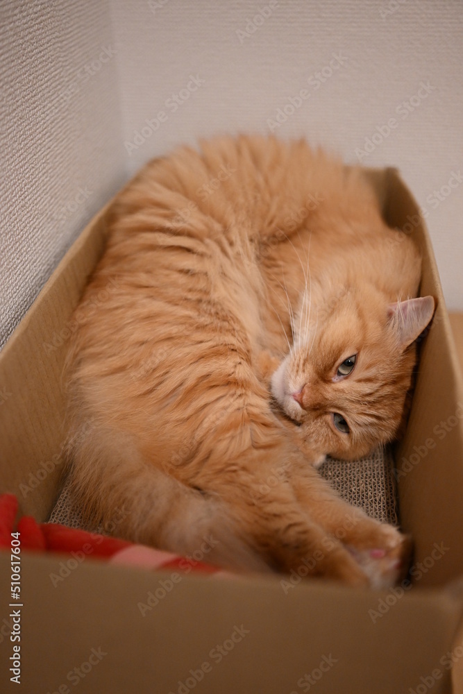 マンチカン,レッドタビー,茶トラ,琥珀色,猫,成猫,もふもふ,長毛,中足,立ち耳, Stock Photo | Adobe Stock