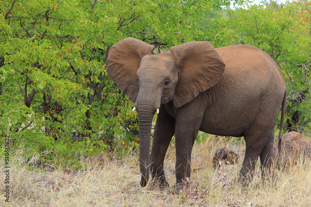 Fototapeta premium Afrikanischer Elefant / African elephant / Loxodonta africana
