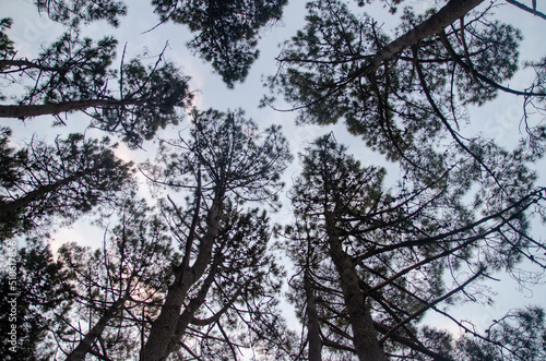 Bosque de mas de las pampas al Cielo
