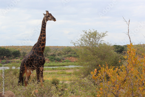 Photography Giraffe / Giraffe / Giraffa camelopardalis