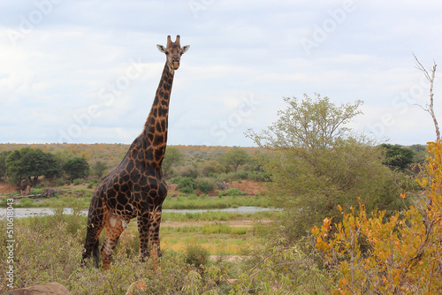 Photography Giraffe / Giraffe / Giraffa camelopardalis