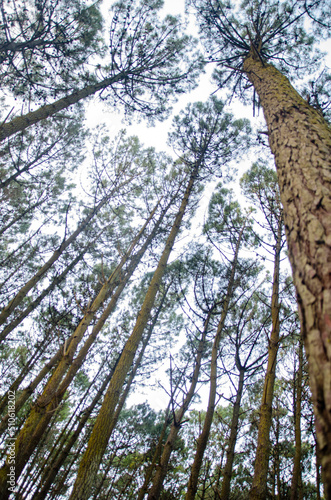 Bosques de Mar de las Pampas,Buenos Aires 