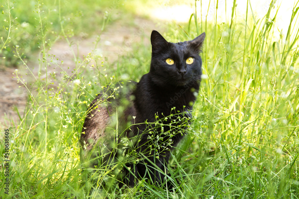 Beautiful bombay black cat portrait with yellow eyes and attentive look in garden green grass in spring summer nature in sunlight