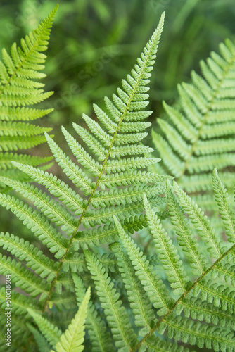 Green leaf of fern plant close up, macro. Natural beautiful green leaves background, texture, pattern