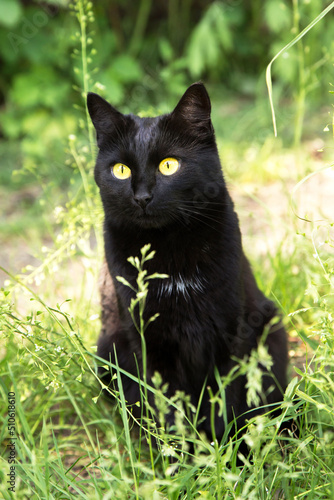 Beautiful bombay black cat portrait with yellow eyes and attentive look in green grass in nature in summer garden