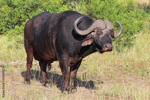 Kaffernb  ffel und Rotschnabel-Madenhacker   African buffalo and Red-billed oxpecker   Syncerus caffer et Buphagus erythrorhynchus.