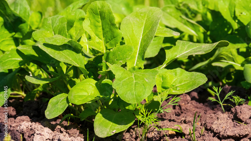 Arugula or rocket (Eruca vesicaria, Eruca sativa Mill., Brassica eruca L.) is an edible annual plant. A close-up view of the plant in the garden