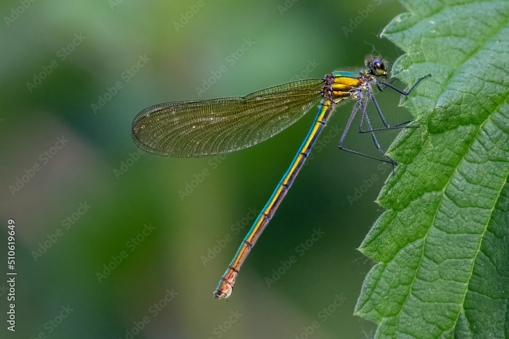 Female banded demoiselle damselfly (Calopteryx splendens) perched on a leaf in summer. Female banded demoiselle damselfly (Calopteryx splendens) perched on a leaf in summer.