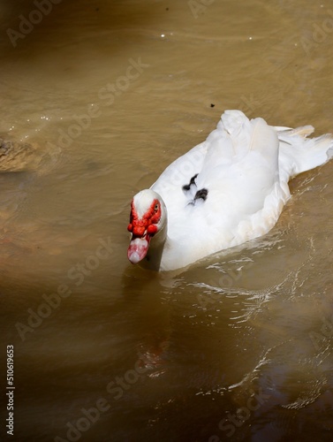 muscovy duck swimming in the river © Abdul Rahman