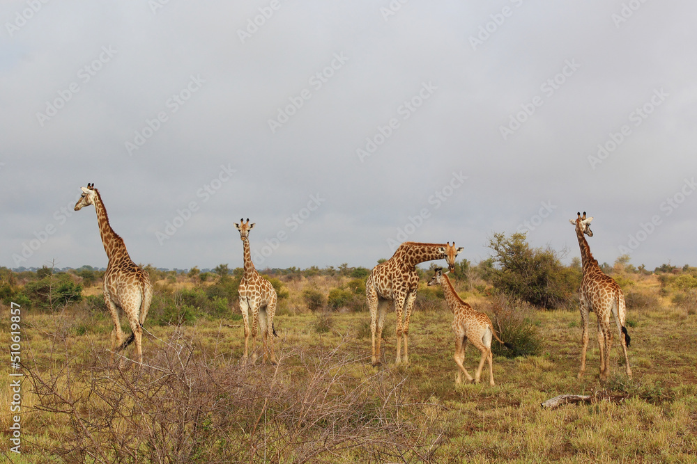 Naklejka premium Giraffe / Giraffe / Giraffa camelopardalis.
