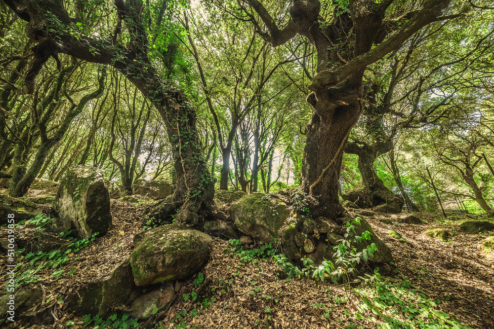 Rocks and trees in San Leonardo forest