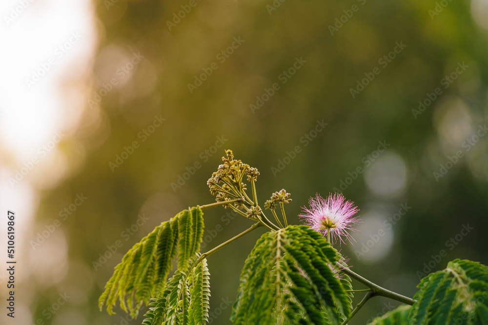 Fototapeta premium Yellow sunset sunlight and persian pink silk tree