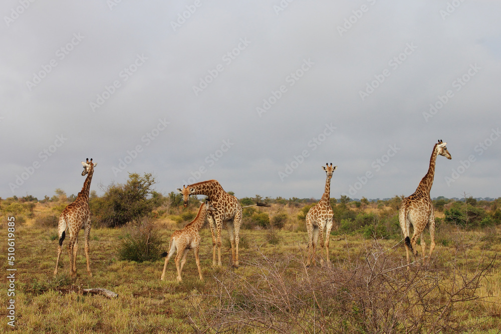 Fototapeta premium Giraffe / Giraffe / Giraffa camelopardalis.
