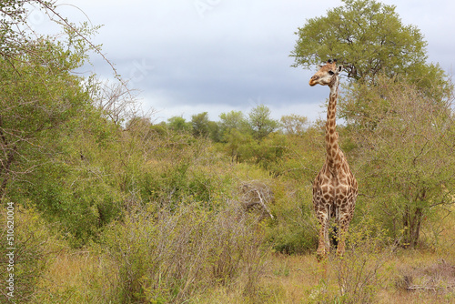 Canvas Print Giraffe / Giraffe / Giraffa camelopardalis