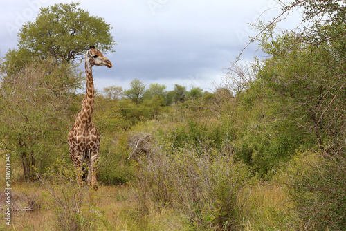 Photography Giraffe / Giraffe / Giraffa camelopardalis