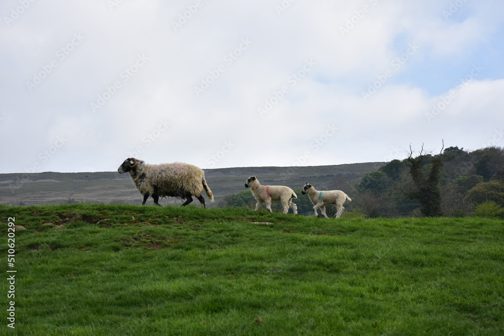Fototapeta premium Sheep Family with a Ewe in the Lead