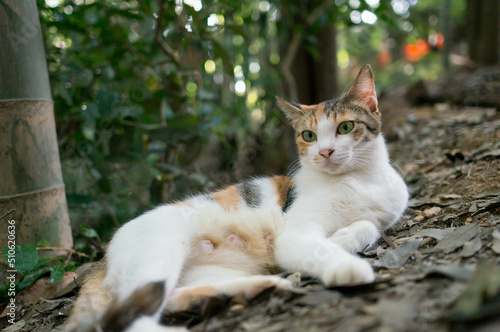 日本の森でリラックスする可愛らしい野生の猫 © ryo96c