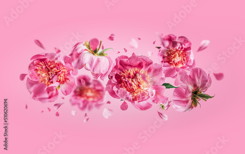 Flying peonies flowers with falling petals at pink background. Floral levitation concept. Front view. Horizontal