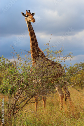 Canvas Print Giraffe / Giraffe / Giraffa camelopardalis