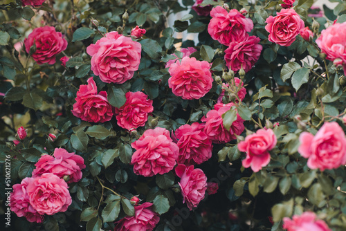 Fototapeta Naklejka Na Ścianę i Meble -  Pink rose flower blooming in garden outdoors. Spring season. Springtime. Plant background texture.