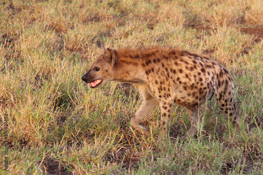 Tüpfelhyäne / Spotted hyaena / Crocuta crocuta Tüpfelhyäne / Spotted hyaena / Crocuta crocuta