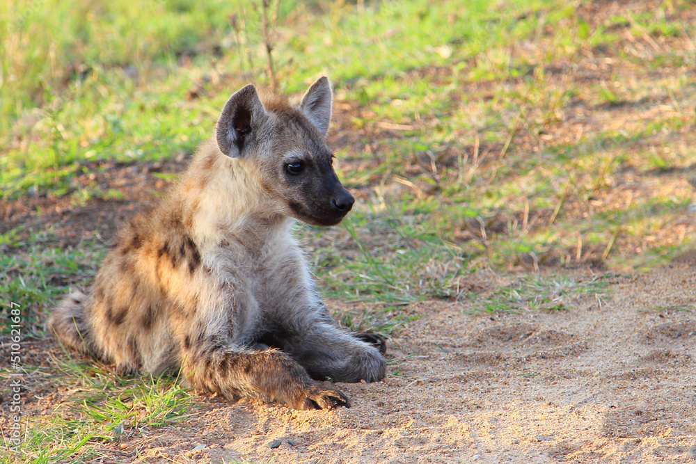 Tüpfelhyäne / Spotted hyaena / Crocuta crocuta... Tüpfelhyäne / Spotted hyaena / Crocuta crocuta...