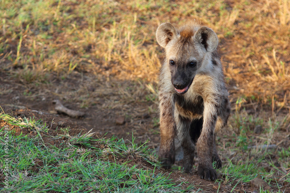 Tüpfelhyäne / Spotted hyaena / Crocuta crocuta... Tüpfelhyäne / Spotted hyaena / Crocuta crocuta...