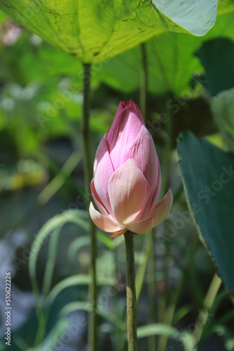 Screw pine It is a medium-sized shrub in the family PANDANACEAE with clump-like growth. The trunk is about 2-3 feet tall. It is an ornamental plant that can be grown both outdoors and in the shade.