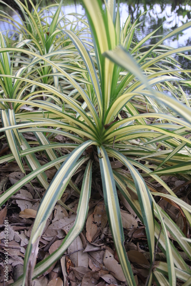 Screw pine It is a medium-sized shrub in the family PANDANACEAE with clump-like growth. The trunk is about 2-3 feet tall. It is an ornamental plant that can be grown both outdoors and in the shade.