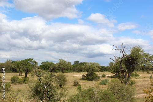 Afrikanischer Busch   African Bush  